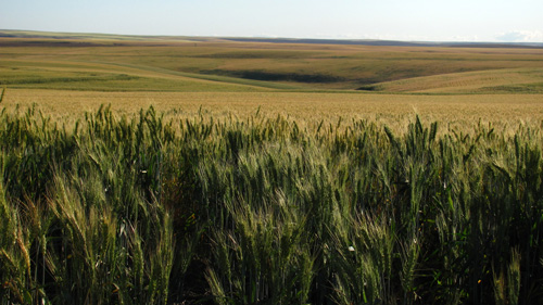 Экологически чистые зерновые культуры – залог здоровья