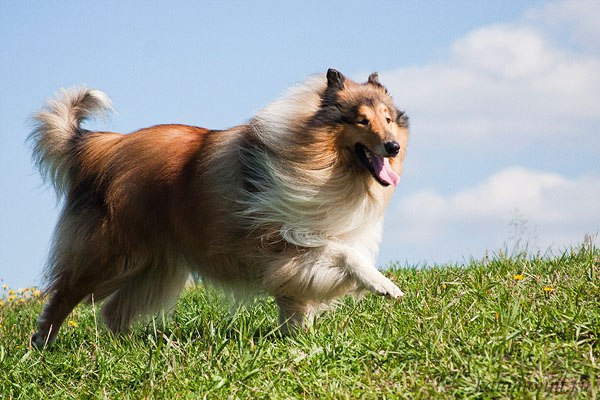 Как диагностировать и лечить энтропион (заворот век) у собак?