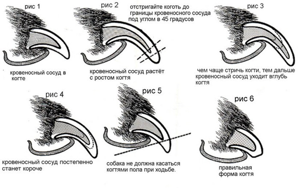 Особенности подстригания когтей папильона