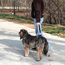 Страховочные ремни на задние лапы для собак с нарушением опорно-двигательного аппарата
