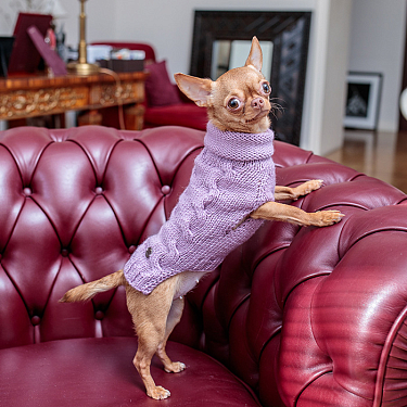 Одежда для собак: Свитер для собак с объемной вязкой ARNO