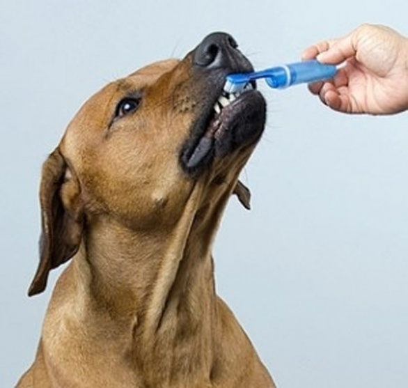 Процесс чистки зубов вызывает протест у собак только на начальном этапе: при правильном подходе пес быстро привыкает к этой гигиенической процедуре