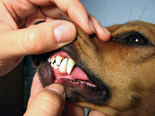 Регулярный осмотр зубного ряда должен входить в список обязательных гигиенических процедур любой собаки