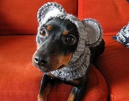 Зимнюю шапку для собаки можно связать своими руками или заказать у мастера