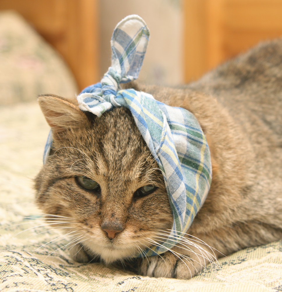 Отит — распространенное заболевание среди кошек