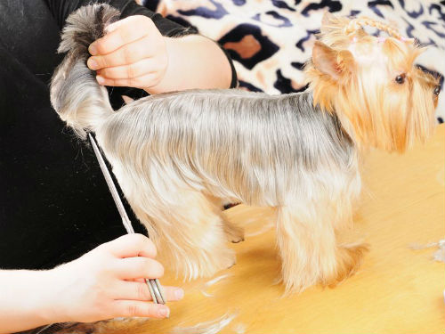 Выставочную стрижку собаке может сделать только профессиональный грумер