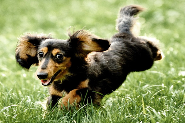 У здоровой собаки чистые, ясные глаза, шелковистая шерсть, много сил и энергии для игр