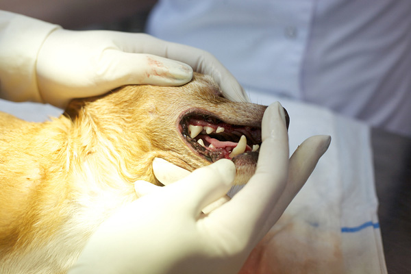Диагностировать зубной камень у собаки может только ветеринар