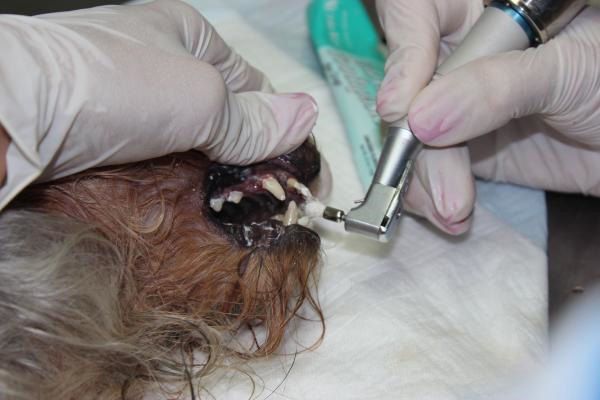 Полировка после ультразвуковой чистки зубов у собак