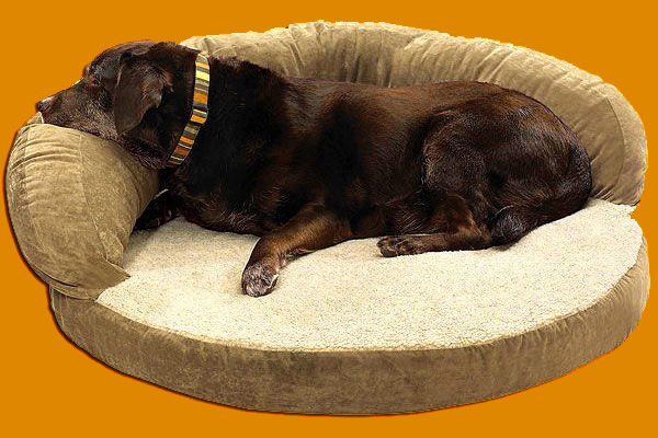 Мягкий диванчик — прекрасный вариант спального места для крупных пород