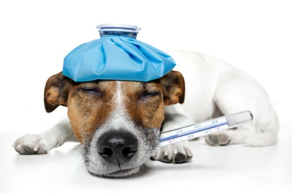 Питомниковый (вольерный) кашель у собак: как с ним бороться и что нужно  знать владельцам