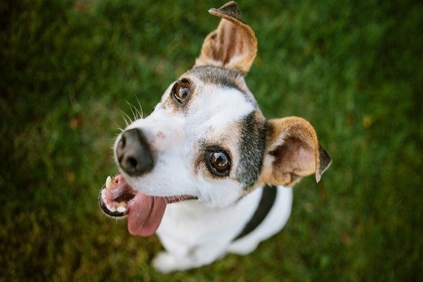 Правильное лечение избавит собаку от питомникового кашля быстро и эффективно