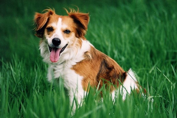Диарея - яркий симптом парвовирусного энтерита, способный свести с ума даже собаку!