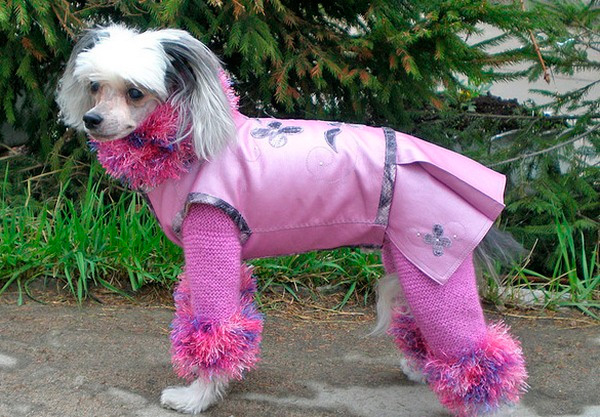 Невероятно стильная демисезонная одежда для собак