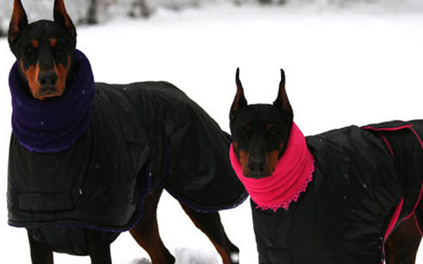 Стильная и удобная зимняя одежда для собак: утепляемся модно