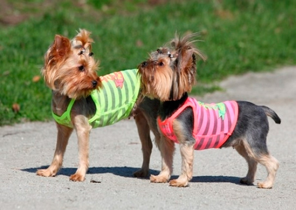 Яркая и тонкая летняя одежда для собак мелких пород