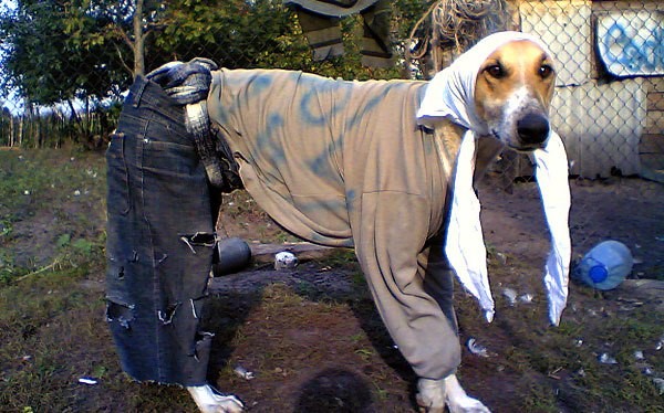 Не знаете, как одеть собаку осенью? Стильно и практично!