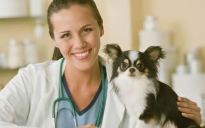 Мы надеемся, что к ветеринару вы будете приводить собаку только на профилактический осмотр
