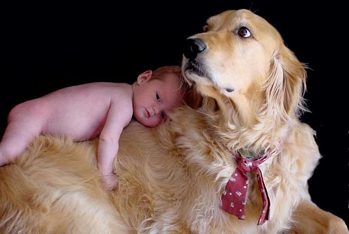 Помните, что даже самая спокойная собака может по неосторожности причинить вред малышу
