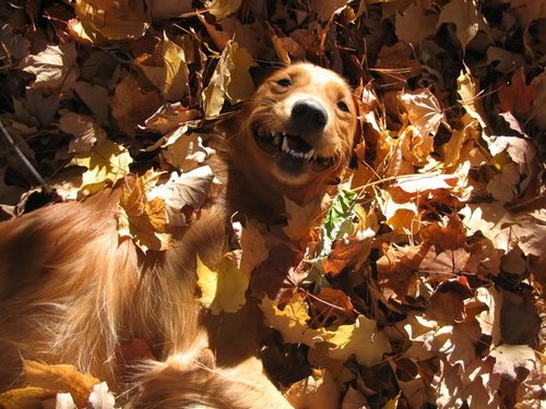 При правильно построенном рационе осень принесет собаке только радостные впечатления