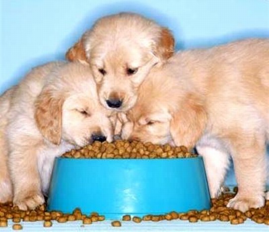 При кормлении кормом низкого сорта собака съедает больше