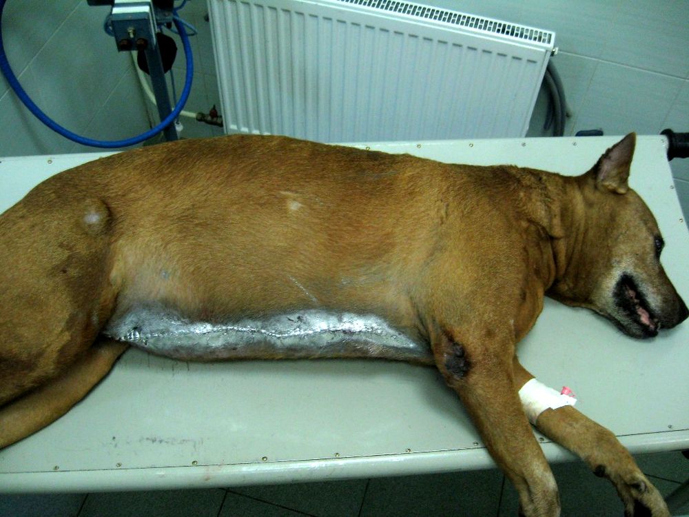 Пиометра у собаки лечится оперативным путем