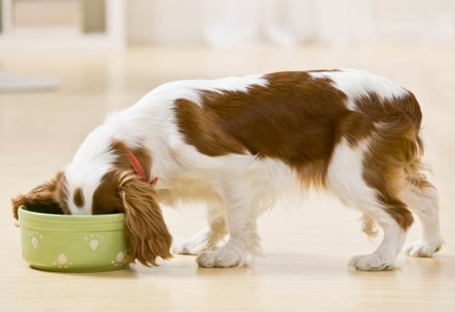 Правильное питание – главная составляющая здоровой жизни собаки