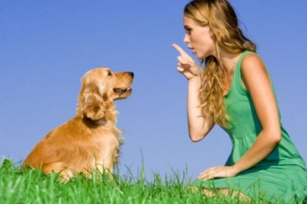 Исследования показали, что продолжительность жизни выше у послушных и дружелюбных собак