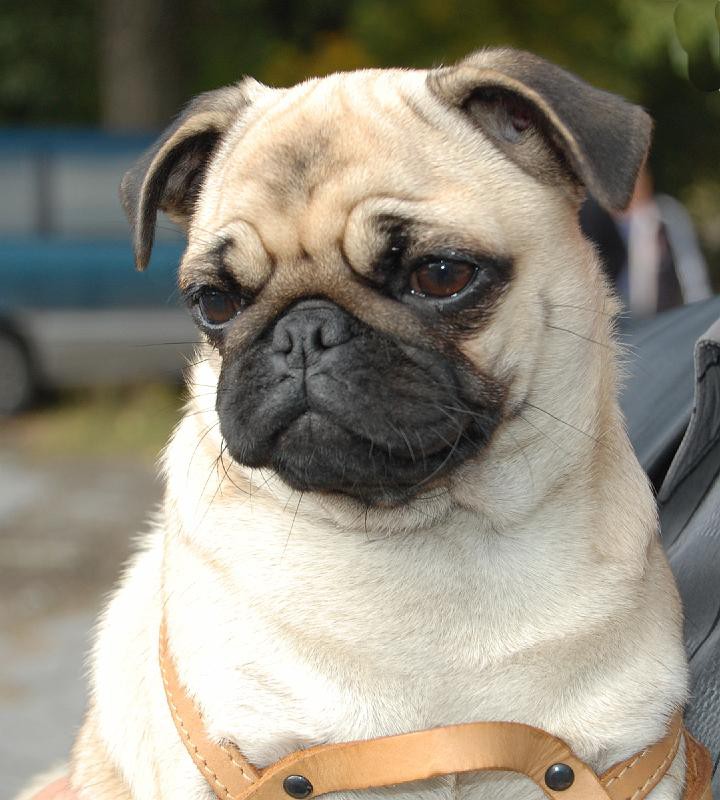 Владельцы некоторых пород собак должны особенно тщательно следить за состоянием здоровья глаз своих питомцев