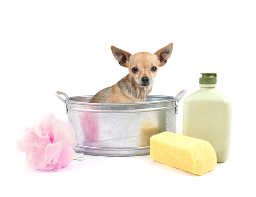 Мытье собаки-это очень важный и ответственный момент!
