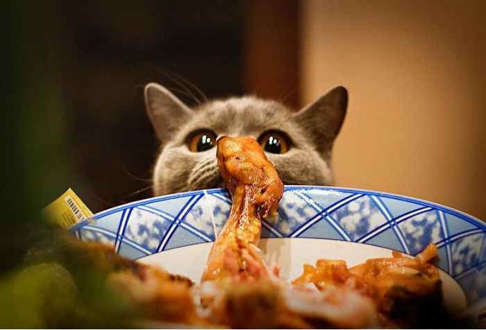 Не кормите кота "человеческой" едой, как мы ваш питомец ее не просил!