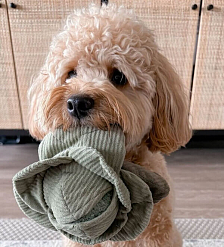 Интеллектуальные игрушки для развития поисковых навыков собак "Капуста"