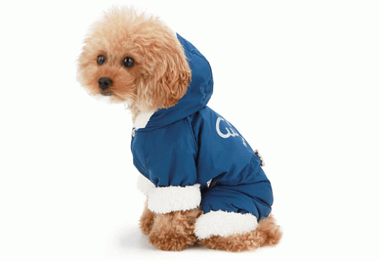 Одежда для собак: Комбинезон для собак "WINGS"