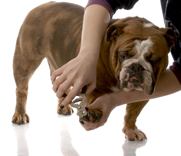 Профессиональный когтерез не сдавливает коготь, поэтому собака не испытывает боли, как это бывает в случае с ножницами или обычными кусачками.